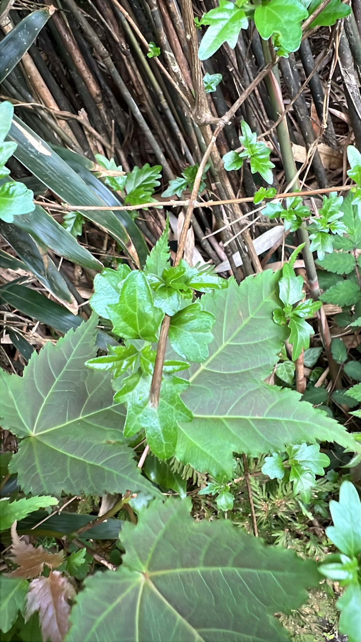 Imagem de Premna microphylla