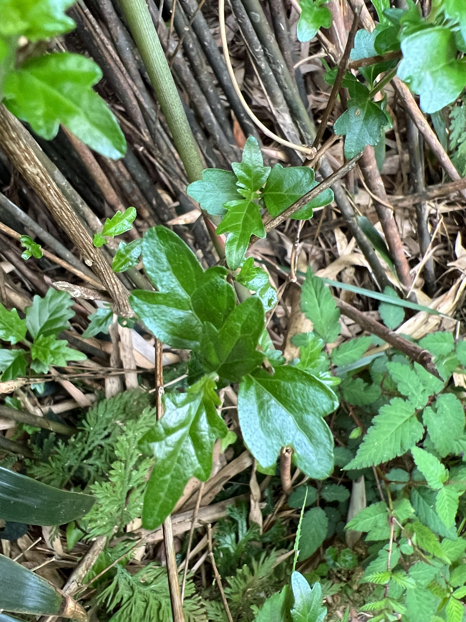 Imagem de Premna microphylla