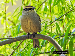 Oriturus superciliosus