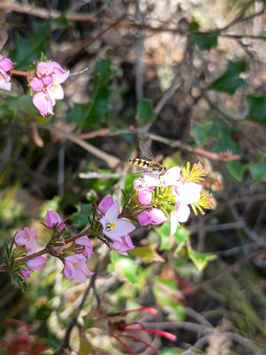 hairy boronia (Boronia pilosa)