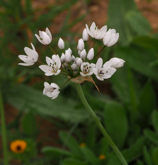 Allium palaestinum