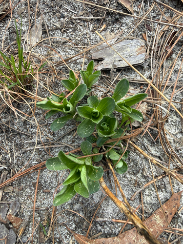 Sandywoods Chaffhead (Carphephorus bellidifolius)