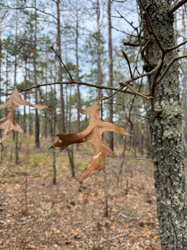 American turkey oak (Quercus laevis)