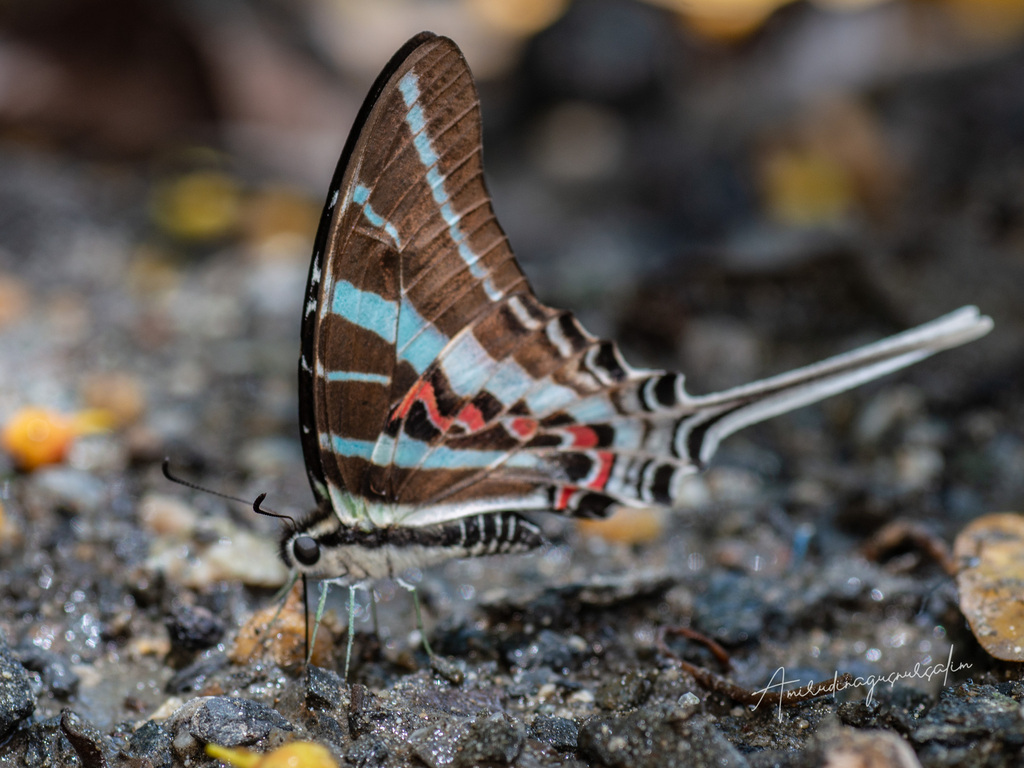 Monkey Swordtail (Graphium rhesus)