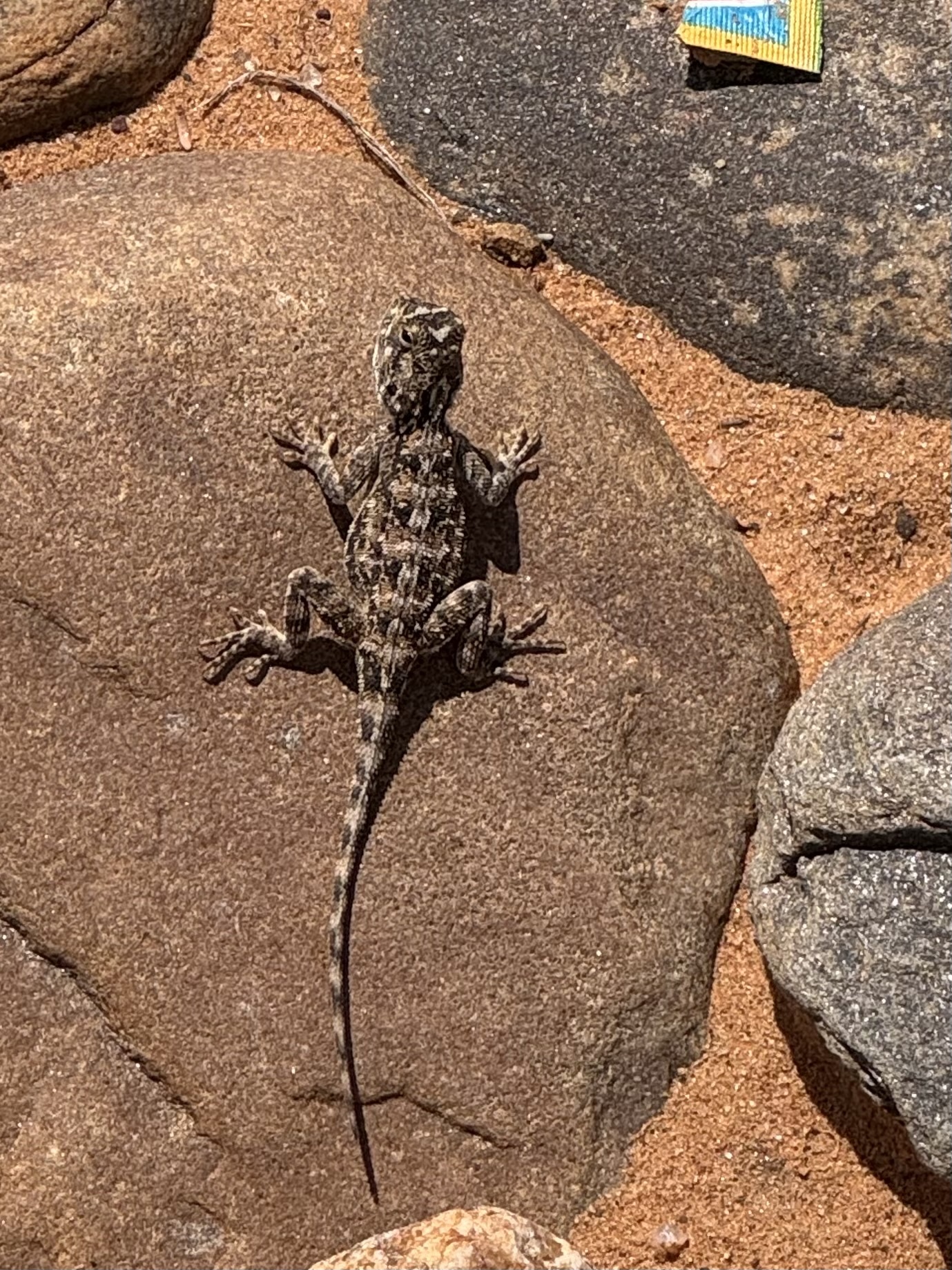 Agama aculeata Merrem, 1820