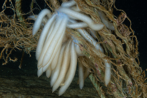 European Squid