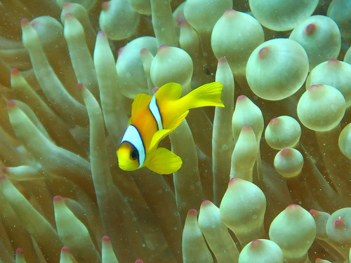 Amphiprion bicinctus