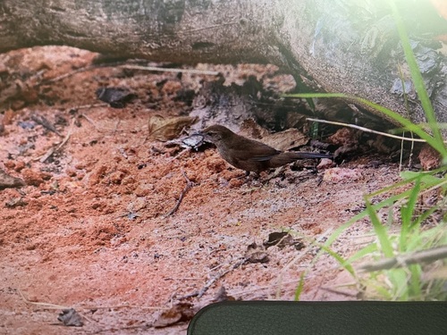 Russet Bush Warbler (Locustella mandelli)