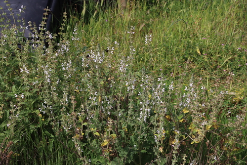 Dassie Sage (Salvia disermas)