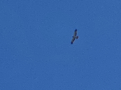 Booted Eagle