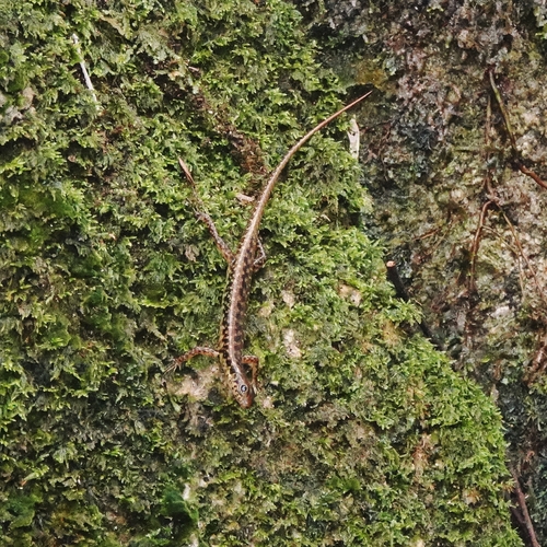 Sphenomorphus scotophilus observed 2026-03-31