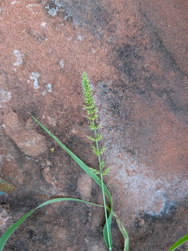 Diels Pigeon grass (Setaria dielsii)