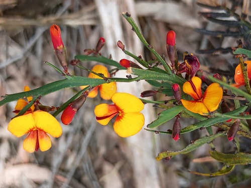 River Leafless Bossiaea (Bossiaea riparia)
