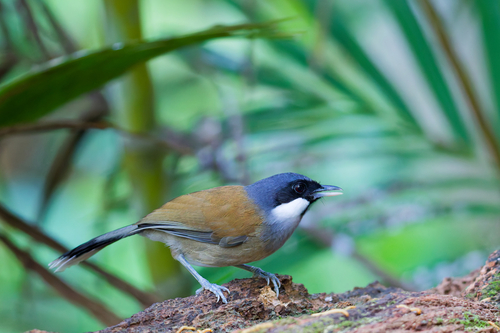 White-cheeked Laughingthrush (Pterorhinus vassali), photo 7