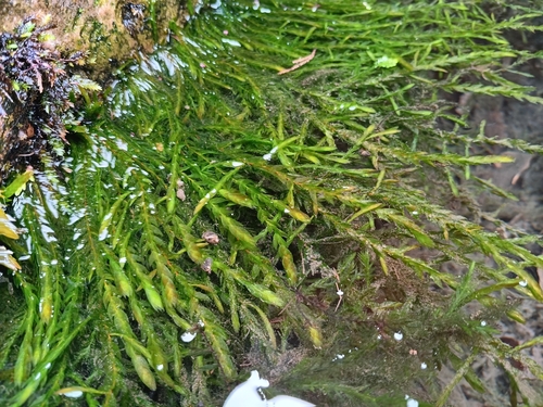 Willow Moss (Fontinalis antipyretica)