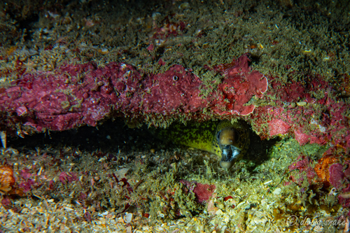 Gymnothorax cribroris observed 2026-03-28