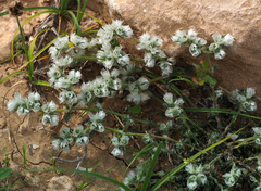 Paronychia sinaica