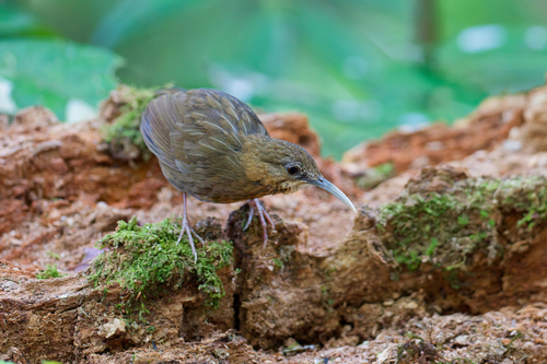 Short-tailed Scimitar Babbler (Napothera danjoui), photo 9