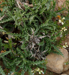 Atractylis serratuloides