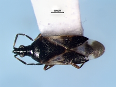Anthocoris musculus