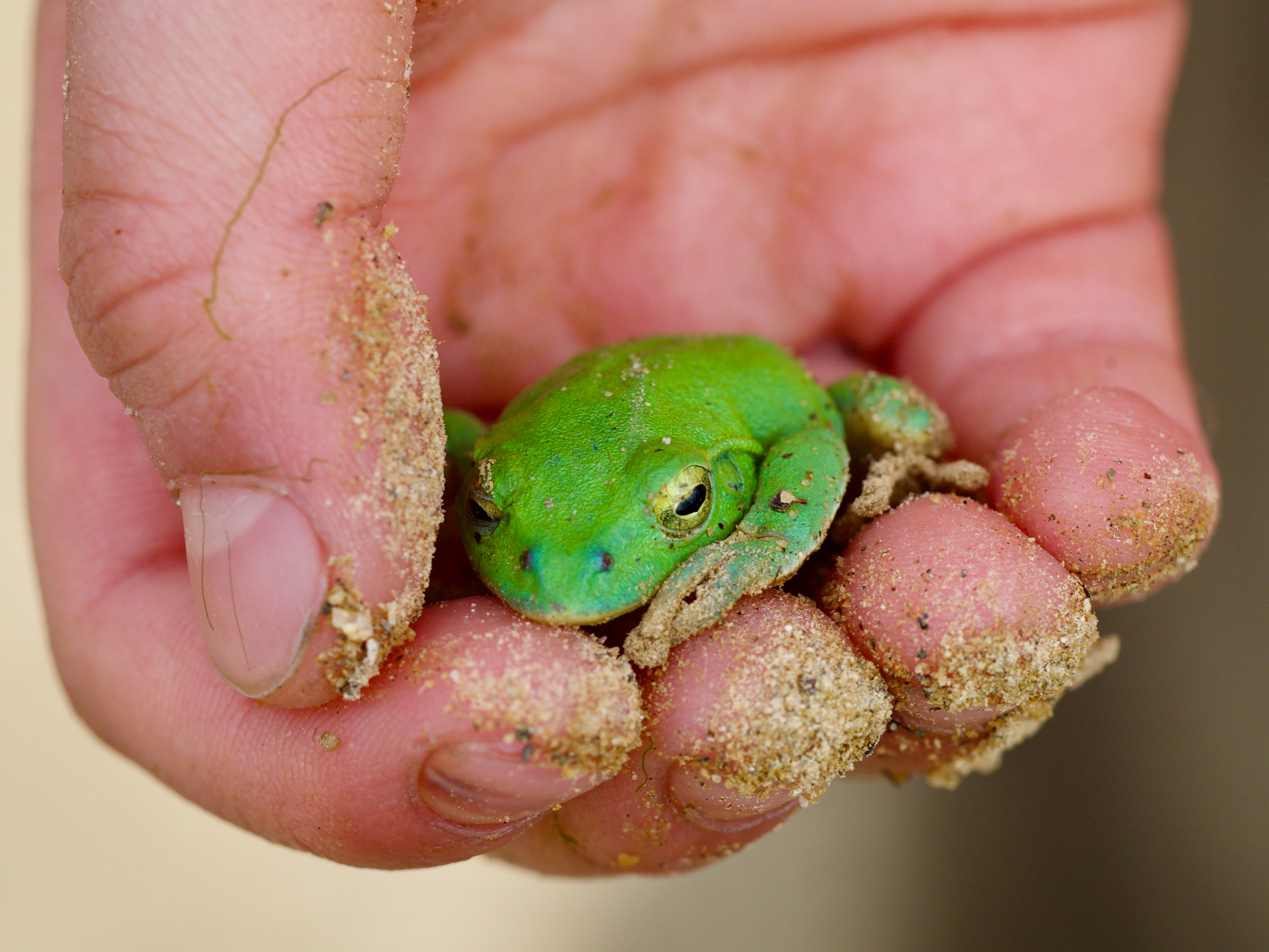 Kinugasa flying frog, Zhangixalus schlegelii