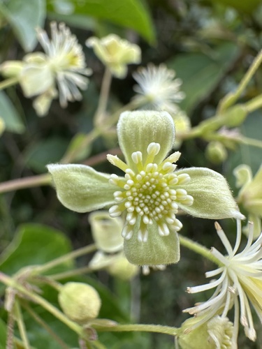 Clematis haenkeana