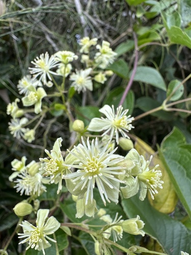 Clematis haenkeana, photograph 2