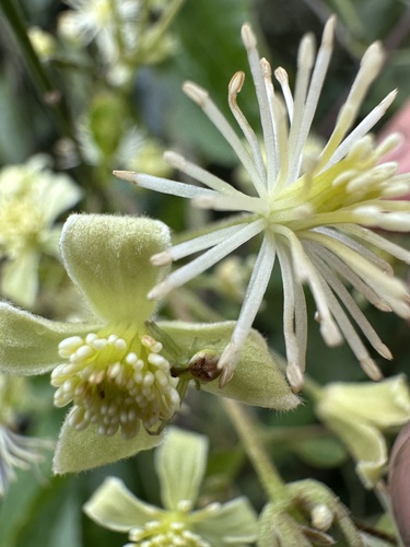 Clematis haenkeana, photograph 3