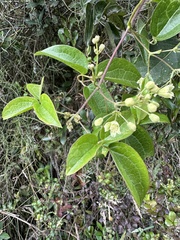 Clematis haenkeana, photograph (c) Nicolás Baresch Uribe, some rights reserved (CC BY)