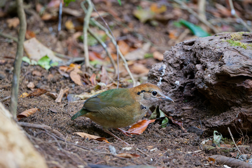 Rusty-naped Pitta (Hydrornis oatesi), photo 3