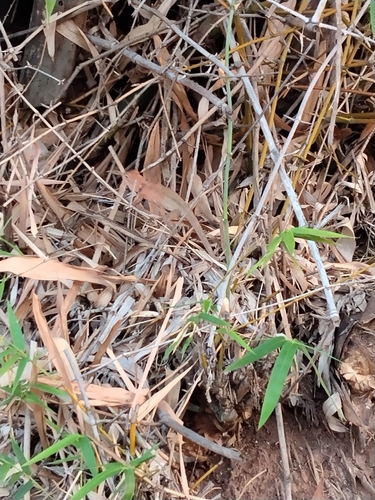 Indochinese Garden Lizard