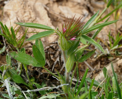 Trifolium dasyurum