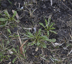 Taraxacum officinale
