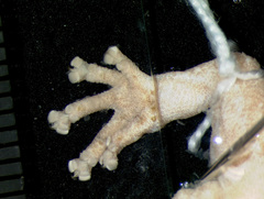 Pondo Flat Gecko photo 3