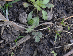 Potentilla intermedia