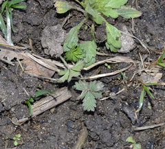 Potentilla intermedia