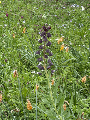 Fritillaria persica, photograph 2