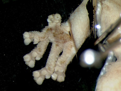 Pondo Flat Gecko photo 4