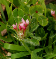 Trifolium eriosphaerum