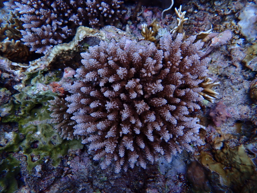 Acropora secale observed 2025-12-24