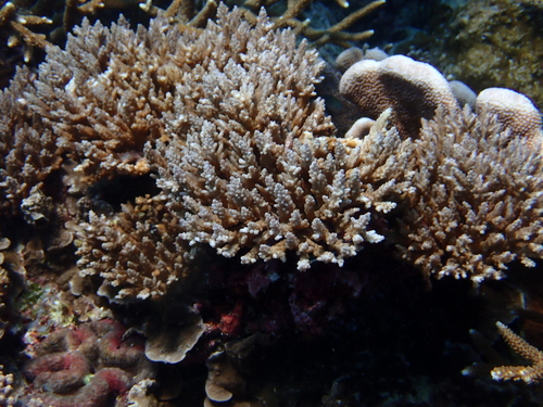 Acropora secale observed 2025-12-23