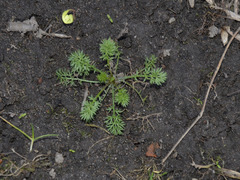 Tripleurospermum inodorum