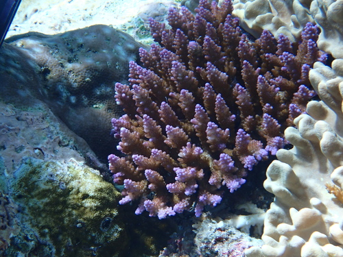Acropora secale observed 2025-12-22