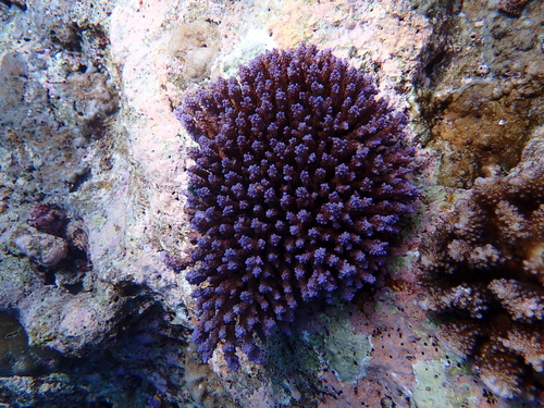 Acropora secale observed 2025-12-22