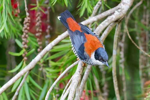 Vietnamese Cutia (Cutia legalleni), photo 5