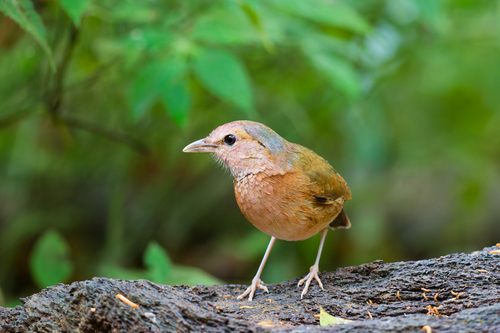 Blue-rumped Pitta (Hydrornis soror), photo 8