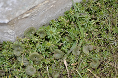 Galium mollugo