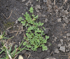 Trifolium pratense
