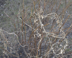 Convolvulus arvensis