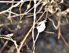Convolvulus arvensis